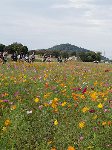 コスモス ＠藤原宮跡（橿原市）-06