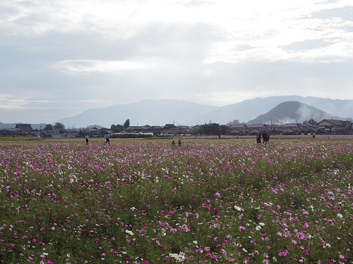 コスモス ＠藤原宮跡（橿原市）-07
