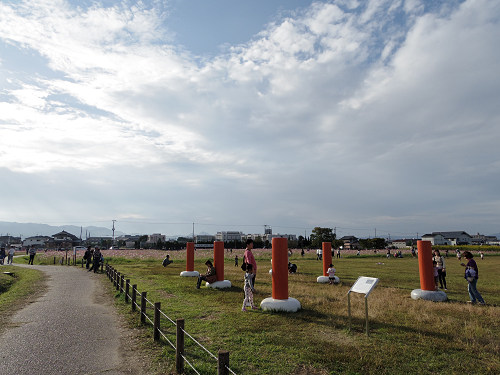 コスモス ＠藤原宮跡（橿原市）-08