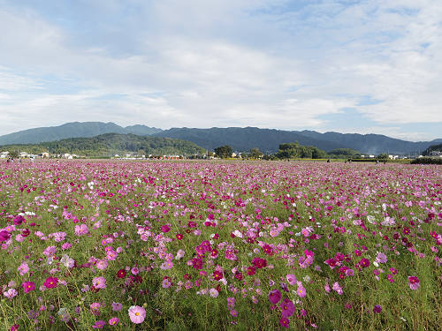 コスモス ＠藤原宮跡（橿原市）-09