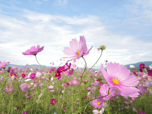 コスモス ＠藤原宮跡（橿原市）-11
