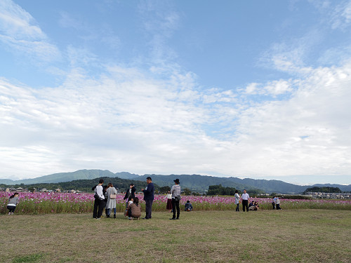 コスモス ＠藤原宮跡（橿原市）-13