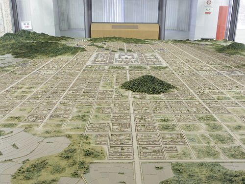 コスモス ＠藤原宮跡（橿原市）-15