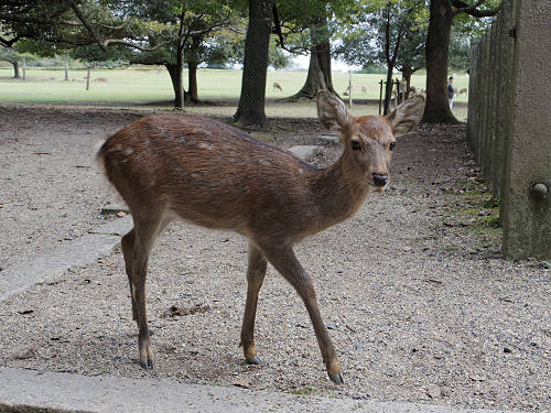 春日大社『国宝殿』@奈良市-19 春日大社『国宝殿』@奈良市-19