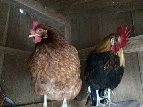 2017年の初詣『石上神宮』＠天理市-08