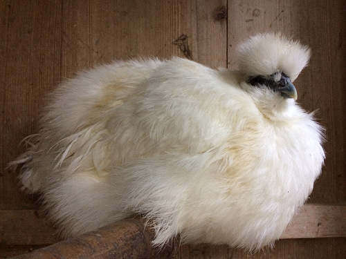 2017年の初詣『石上神宮』＠天理市-09