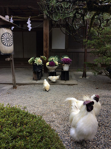 2017年の初詣『石上神宮』＠天理市-10