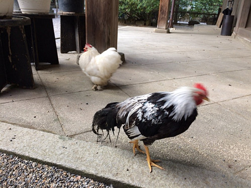 2017年の初詣『石上神宮』＠天理市-11