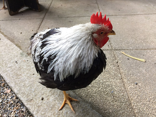 2017年の初詣『石上神宮』＠天理市-12