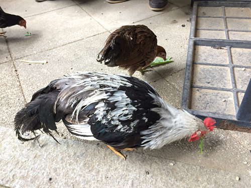 2017年の初詣『石上神宮』＠天理市-13