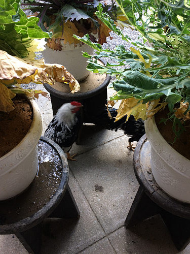 2017年の初詣『石上神宮』＠天理市-14