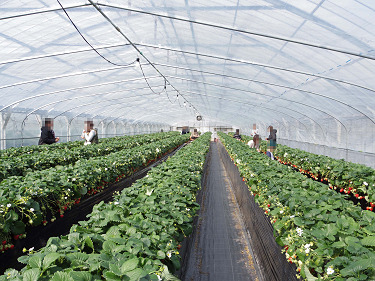 あすかいちご狩りパーク ＠明日香村-05