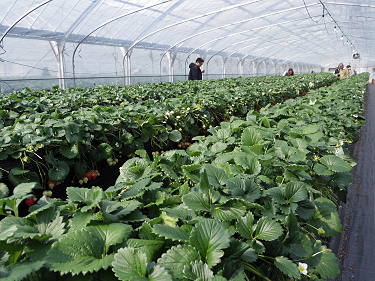 あすかいちご狩りパーク ＠明日香村-06