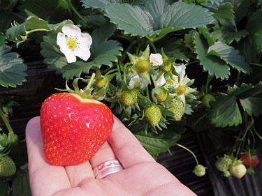 あすかいちご狩りパーク ＠明日香村-10