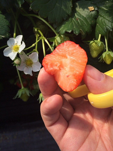 あすかいちご狩りパーク ＠明日香村-11