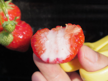 あすかいちご狩りパーク ＠明日香村-13