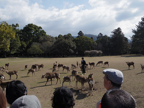 鹿寄せ 2017冬 @奈良公園(奈良市)-02 鹿寄せ 2017冬 @奈良公園(奈良市)-02