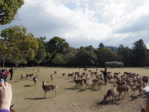 鹿寄せ 2017冬 @奈良公園(奈良市)-03 鹿寄せ 2017冬 @奈良公園(奈良市)-03
