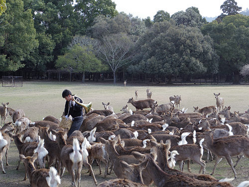 鹿寄せ 2017冬 @奈良公園(奈良市)-05 鹿寄せ 2017冬 @奈良公園(奈良市)-05