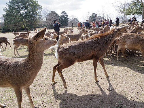 鹿寄せ 2017冬 @奈良公園(奈良市)-09 鹿寄せ 2017冬 @奈良公園(奈良市)-09