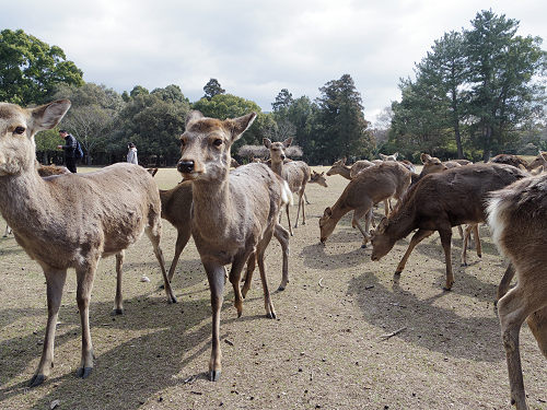 鹿寄せ 2017冬 @奈良公園(奈良市)-10 鹿寄せ 2017冬 @奈良公園(奈良市)-10