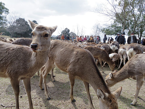 鹿寄せ 2017冬 @奈良公園(奈良市)-11 鹿寄せ 2017冬 @奈良公園(奈良市)-11