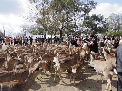 鹿寄せ 2017冬 @奈良公園(奈良市)-12 鹿寄せ 2017冬 @奈良公園(奈良市)-12