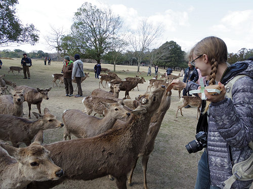 鹿寄せ 2017冬 @奈良公園(奈良市)-13 鹿寄せ 2017冬 @奈良公園(奈良市)-13