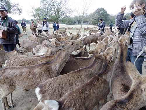 鹿寄せ 2017冬 @奈良公園(奈良市)-15 鹿寄せ 2017冬 @奈良公園(奈良市)-15