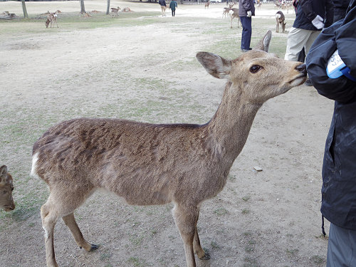 鹿寄せ 2017冬 @奈良公園(奈良市)-16 鹿寄せ 2017冬 @奈良公園(奈良市)-16