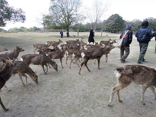 鹿寄せ 2017冬 @奈良公園(奈良市)-17 鹿寄せ 2017冬 @奈良公園(奈良市)-17