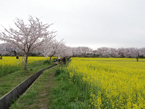 満開の菜の花＋桜 ＠藤原宮跡（橿原市）-05