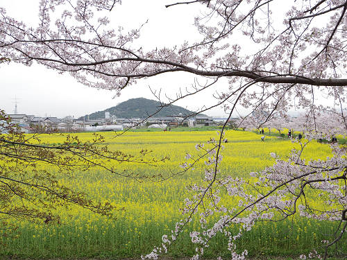 満開の菜の花＋桜 ＠藤原宮跡（橿原市）-07