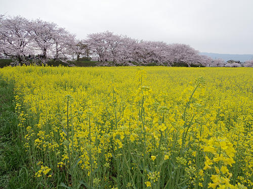満開の菜の花＋桜 ＠藤原宮跡（橿原市）-08