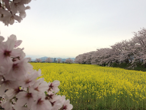 満開の菜の花＋桜 ＠藤原宮跡（橿原市）-09