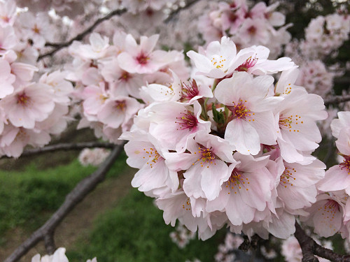満開の菜の花＋桜 ＠藤原宮跡（橿原市）-10