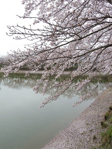 満開の菜の花＋桜 ＠藤原宮跡（橿原市）-11