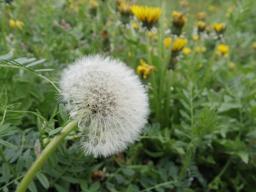 満開の菜の花＋桜 ＠藤原宮跡（橿原市）-12