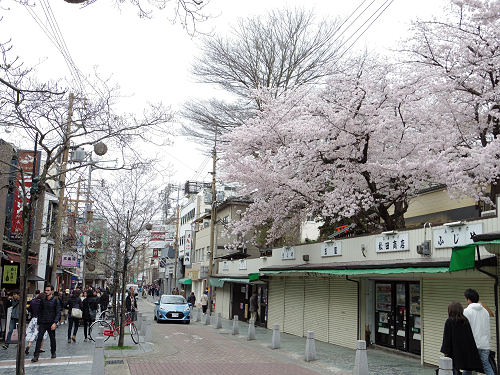 東大寺・奈良公園の桜（2017年版）-01