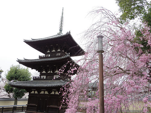 東大寺・奈良公園の桜（2017年版）-02