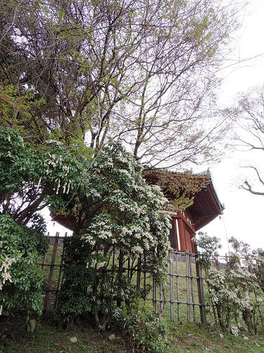 東大寺・奈良公園の桜（2017年版）-03