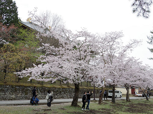 東大寺・奈良公園の桜（2017年版）-05