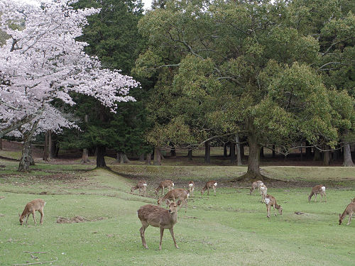 東大寺・奈良公園の桜（2017年版）-06
