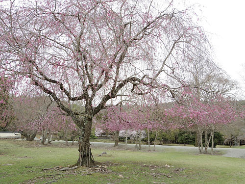 東大寺・奈良公園の桜（2017年版）-09