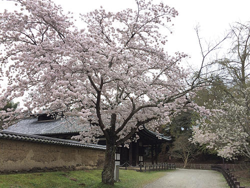 東大寺・奈良公園の桜（2017年版）-10