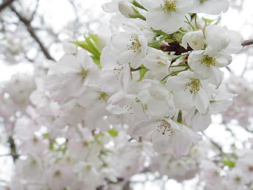 東大寺・奈良公園の桜（2017年版）-11