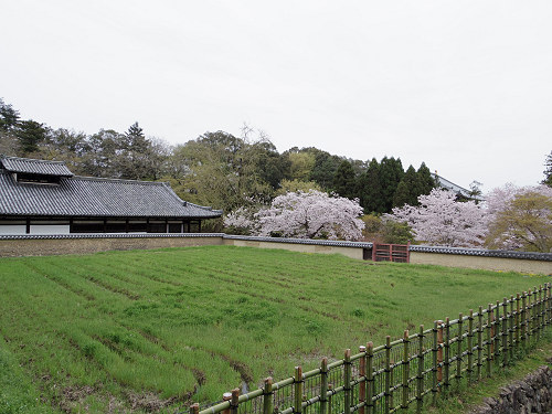 東大寺・奈良公園の桜（2017年版）-12