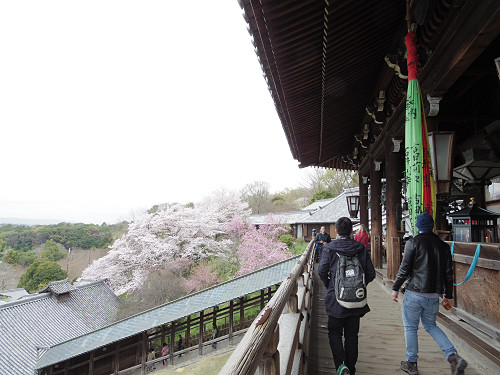 東大寺・奈良公園の桜（2017年版）-13