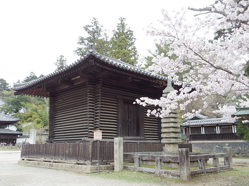 東大寺・奈良公園の桜（2017年版）-14