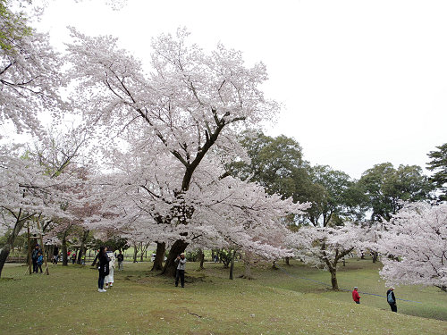 東大寺・奈良公園の桜（2017年版）-15